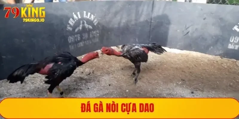 Đá Gà Cựa Dao - Đỉnh Cao Những Trận Chiến Chuyên Nghiệp 3 Đá gà nòi Việt Nam độc đáo, kịch tính