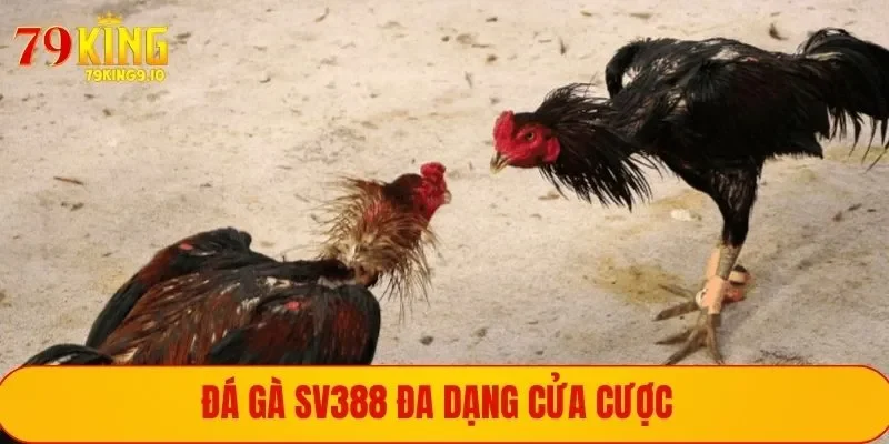 Sảnh giải trí đá gà với nhiều cửa cược đặc sắc