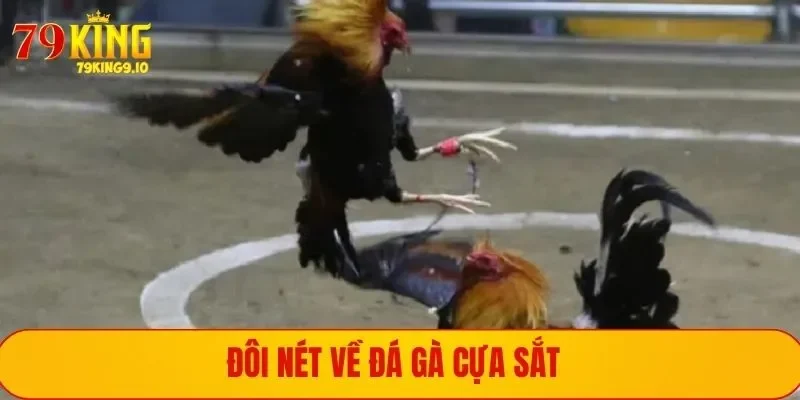 Đá Gà Cựa Sắt - Bùng Nổ Cháy Bỏng Trong Từng Ván Đấu Gà 1 Giới thiệu hình thức chọi gà cựa sắt