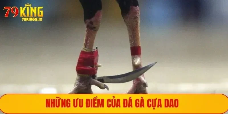 Đá Gà Cựa Dao - Đỉnh Cao Những Trận Chiến Chuyên Nghiệp 2 Ưu điểm khiến đá gà bằng cựa dao được người chơi mê mẩn